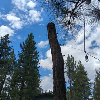 The Tree Whisperer - After - Tree Services Near Me The Tree Whisperer - After - Tree Services Near Me