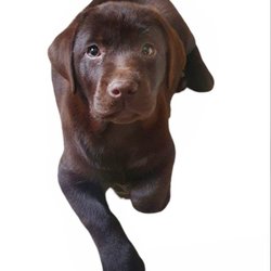 Javer Keleb - Mi labradores color chocolate favorita.