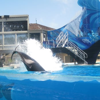 Shamu Show: Believe - Arts & Entertainment Near Me - San Diego, California Shamu Show: Believe - Arts & Entertainment Near Me - San Diego, California