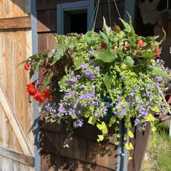 Alaska Mill And Feed - Gorgeous hanging plant.
