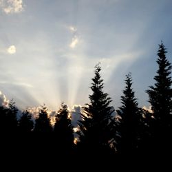 The Gentle Arborist - Treeline silhouette in Franklin, TN [Ava Baldwin Photography]