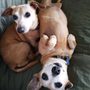 Photo of Kona Dog Care