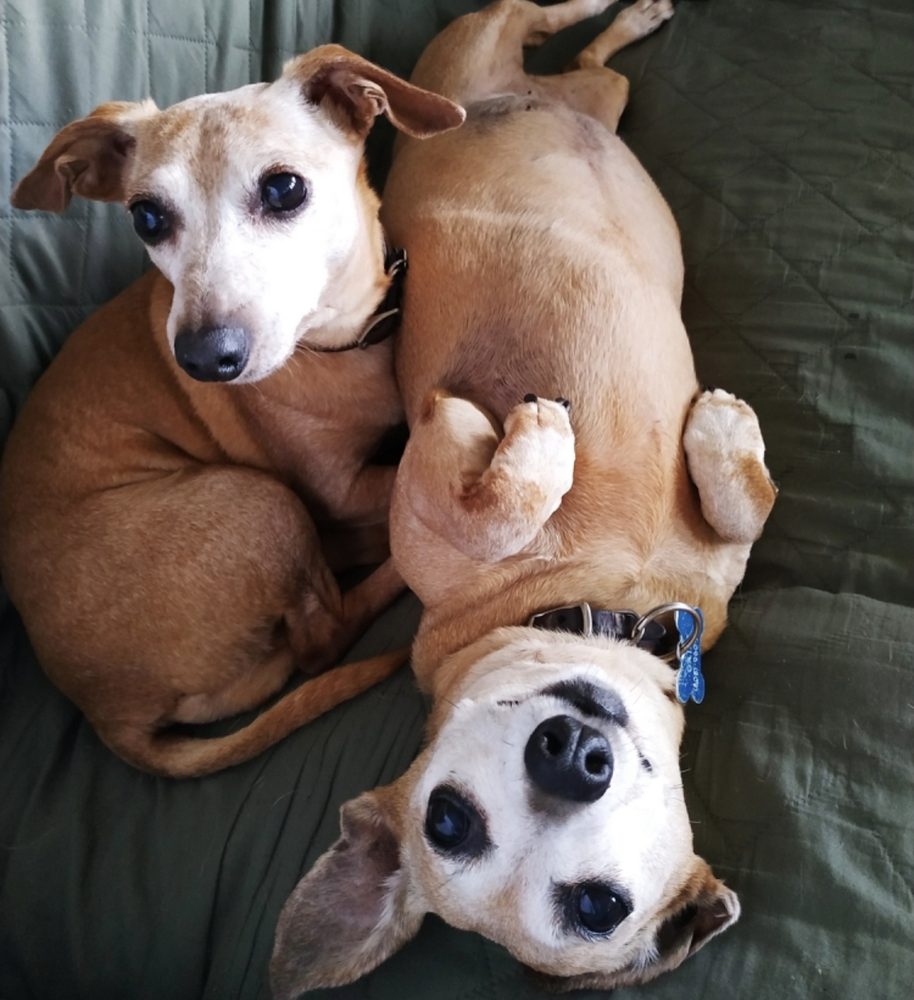 KONA DOG CARE 12 Photos 734660 Old Mamalahoa Hwy, KailuaKona