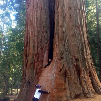 Trail of 100 Giants - One of the Giants - Hiking Near Me - Springville, California Trail of 100 Giants - One of the Giants - Hiking Near Me - Springville, California