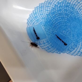Regal Westfork - Roach in urinal. - Cinema Near Me - Pembroke Pines, Florida Regal Westfork - Roach in urinal. - Cinema Near Me - Pembroke Pines, Florida