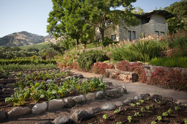 Stags' Leap Winery by null