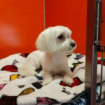 Frenz Pet Spa - Pet Groomers Near Me - Wasilla, Alaska Frenz Pet Spa - Pet Groomers Near Me - Wasilla, Alaska
