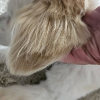 Ooh Puppy - AFTER:  Looking at how crooked his ear fur has been cut - Pet Groomers Near Me - La Mirada, California