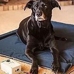 best mobile vet near me