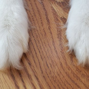 PetSmart Grooming - Scissored feet? Wish I took before after pictures to show there is no difference whatsoever. - Pet Stores Near Me - Wayne, New Jersey