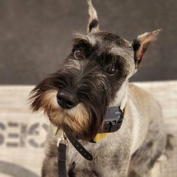 Ridgeside K9 - Pet Training Near Me - Bluemont, Virginia