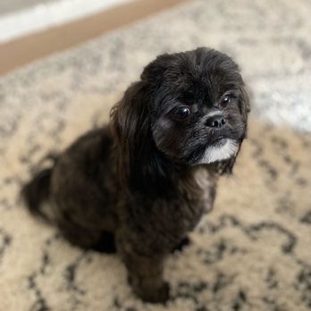 A Clip Above - Juno (Shihpoo) after her appt at A Clip Above! - Pet Groomers Near Me - Centennial, Colorado