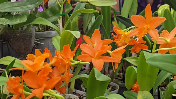 ORCHID SHOW - FORT LAUDERDALE ORCHID SOCIETY - 70 Photos - 1950