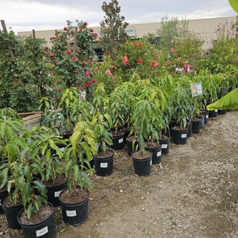 Louie's Nursery - Nurseries & Gardening Near Me - Riverside, California
