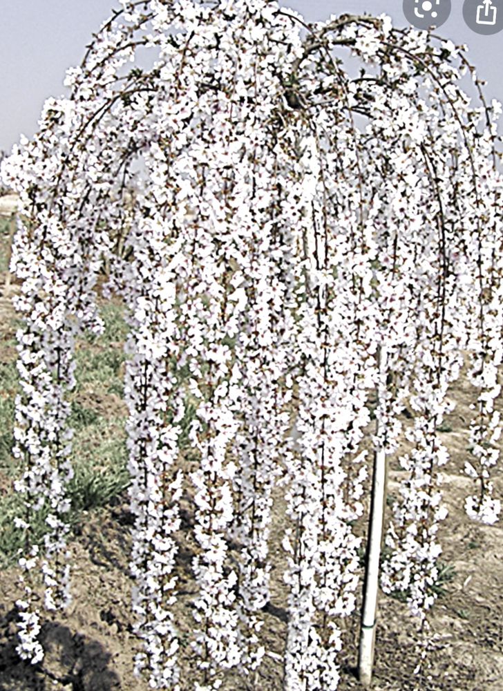 TURF & GARDEN LANDSCAPING Updated July 2024 2817 160th St, Flushing, New York Landscaping