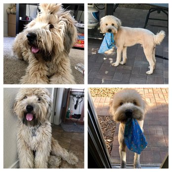 Paws R Us - Buddy before & after his spa day!! (He didn't like the bandana around his neck but now his new fave toy.) - Pet Groomers Near Me - Henderson, Nevada Paws R Us - Buddy before & after his spa day!! (He didn't like the bandana around his neck but now his new fave toy.) - Pet Groomers Near Me - Henderson, Nevada
