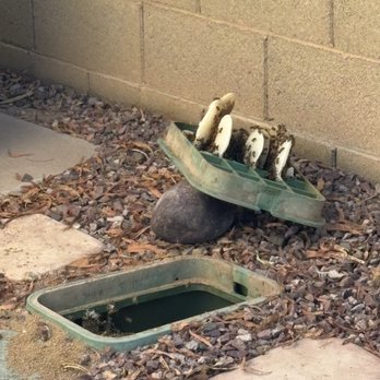 Az Professional Pest Control - Pest Control Near Me Az Professional Pest Control - Pest Control Near Me