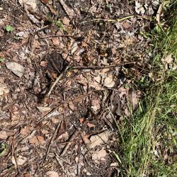 Godwin Green Roofing - Can you see the rose? Look hard; it used to be alive. This one wasn't even next to the house! #drivewaydeath