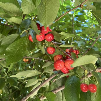 Sweet Lou's Cherries - Pick Your Own Farms Near Me - Brentwood, California Sweet Lou's Cherries - Pick Your Own Farms Near Me - Brentwood, California