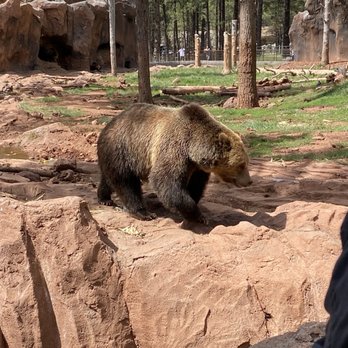 Bearizona - Bear - Zoos Near Me - Williams, Arizona Bearizona - Bear - Zoos Near Me - Williams, Arizona