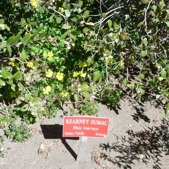 Boyce Thompson Arboretum - An abundance of labels and signs allow you to identify the flora. - Botanical Gardens Near Me - Superior, Arizona Boyce Thompson Arboretum - An abundance of labels and signs allow you to identify the flora. - Botanical Gardens Near Me - Superior, Arizona