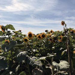 Verrill Farm