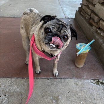 Pengo Drink Station - Coffee Latte with evidence of a pup cup on my pug's face - Juice Bars & Smoothies Near Me - Laguna Hills, California Pengo Drink Station - Coffee Latte with evidence of a pup cup on my pug's face - Juice Bars & Smoothies Near Me - Laguna Hills, California