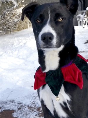 Burnt Hills Veterinary Hospital by null