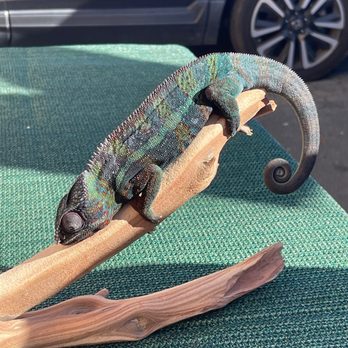 The Pet Shoppe - Beautiful creatures! - Pet Stores Near Me - Vallejo, California