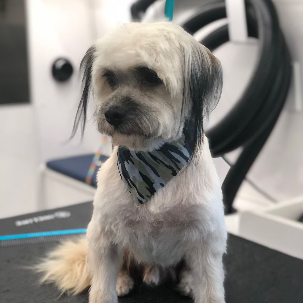 Bark At The Moon Mobile Grooming - Pet Groomers Near Me Bark At The Moon Mobile Grooming - Pet Groomers Near Me
