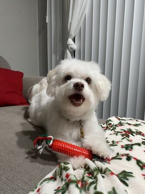 PetSmart by null