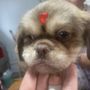 Puppy World - Miami