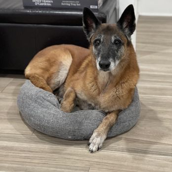 Pets & Moore - Belgian- senior likes it there. - Pet Groomers Near Me - San Marcos, Texas