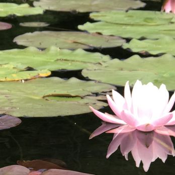 The Village Inn - Beautiful Waterlilies - Venues & Event Spaces Near Me - Belgrade Lakes, Maine The Village Inn - Beautiful Waterlilies - Venues & Event Spaces Near Me - Belgrade Lakes, Maine