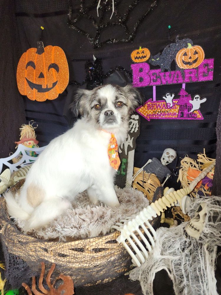 I SHIH TZU NOT ALL BREED GROOMING Updated October 2024 Request an