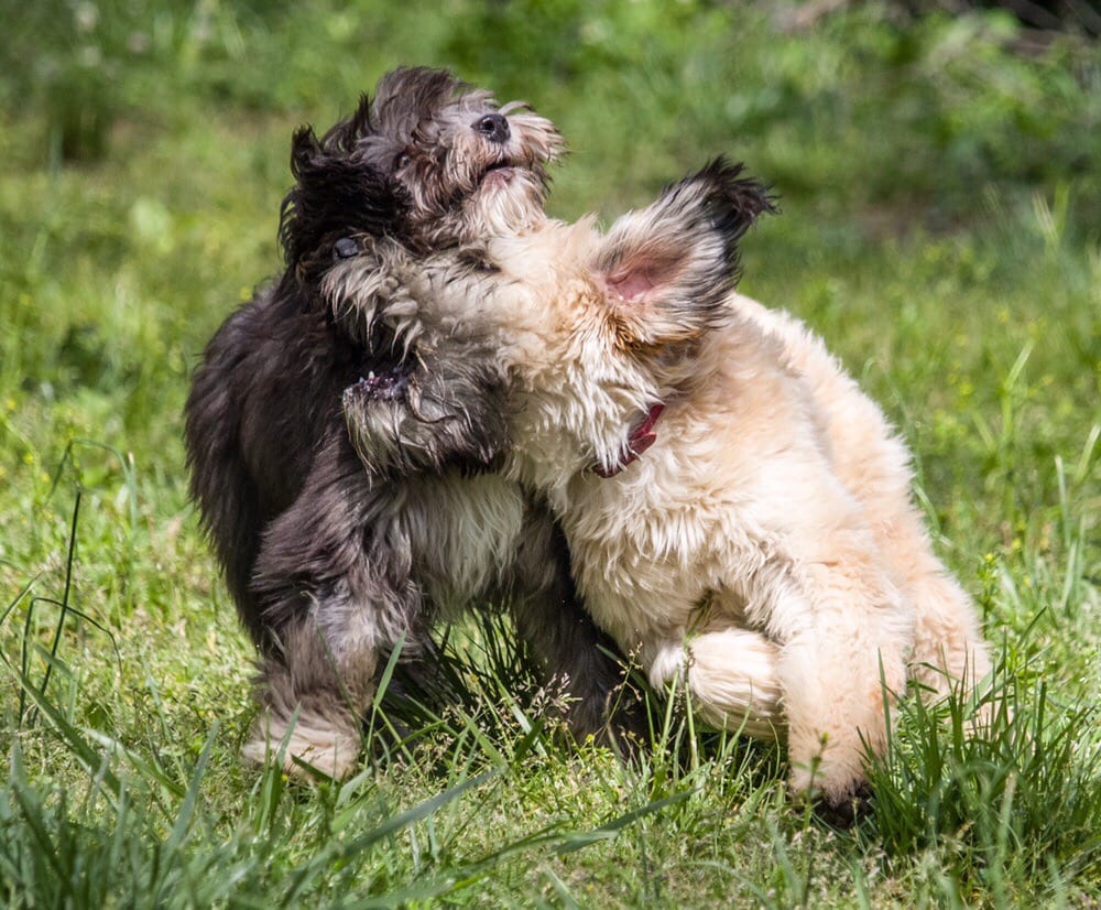 Better Than Boarding Image