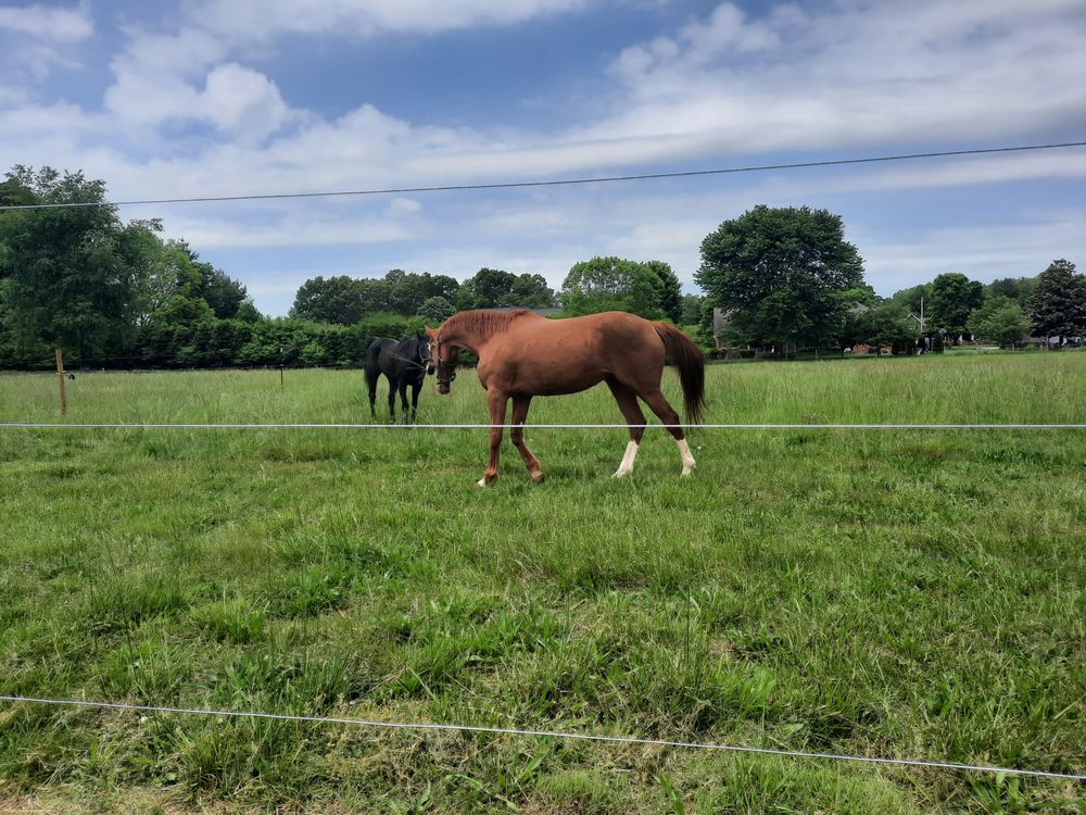 Royal Oaks Stables - equestrian in Tullahoma, TN
