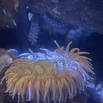 Birch Aquarium - Aquariums Near Me - La Jolla, California