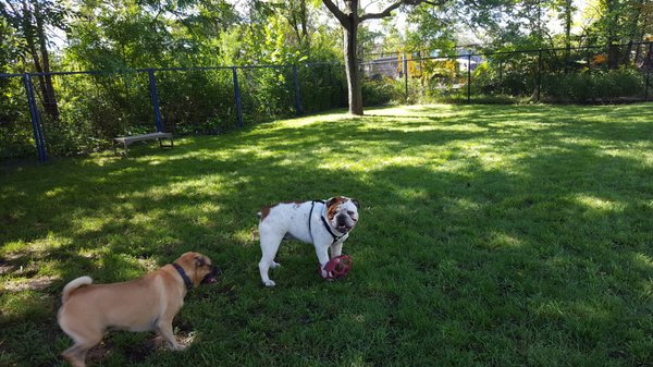 Detroit Dog Park by null