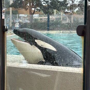 Dine With Orcas - Our table was right up to the window! - Buffets Near Me - San Diego, California Dine With Orcas - Our table was right up to the window! - Buffets Near Me - San Diego, California