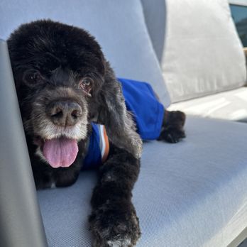 Long Beach Pet Grooming - Our girl Bella in her fave jersey after a fresh cut! - Pet Groomers Near Me - Long Beach, California Long Beach Pet Grooming - Our girl Bella in her fave jersey after a fresh cut! - Pet Groomers Near Me - Long Beach, California