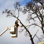 Photo of Arborscape Tree Care