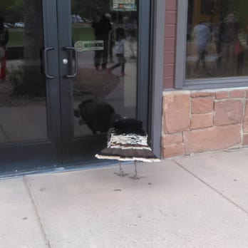 Castle Dome Cafe - turkey pecking the door - Cafes Near Me - Springdale, Utah Castle Dome Cafe - turkey pecking the door - Cafes Near Me - Springdale, Utah