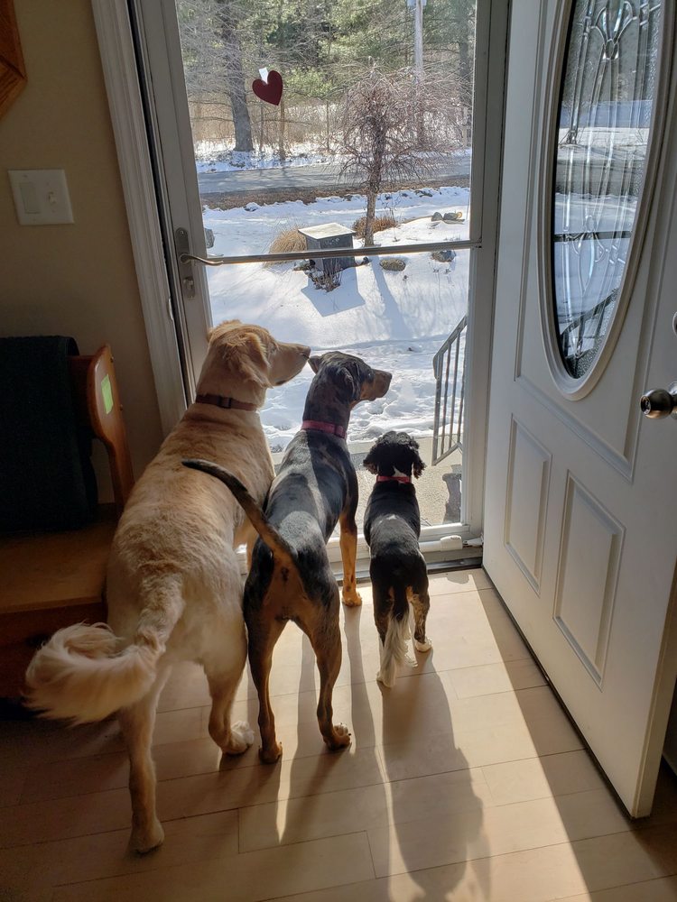 Pet Tracks Pet Services