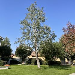 Cal-Tree Services and Landscaping - Leaning Alder tree ornamentally pruned for a more symmetrical, balanced and naturally fuller look.