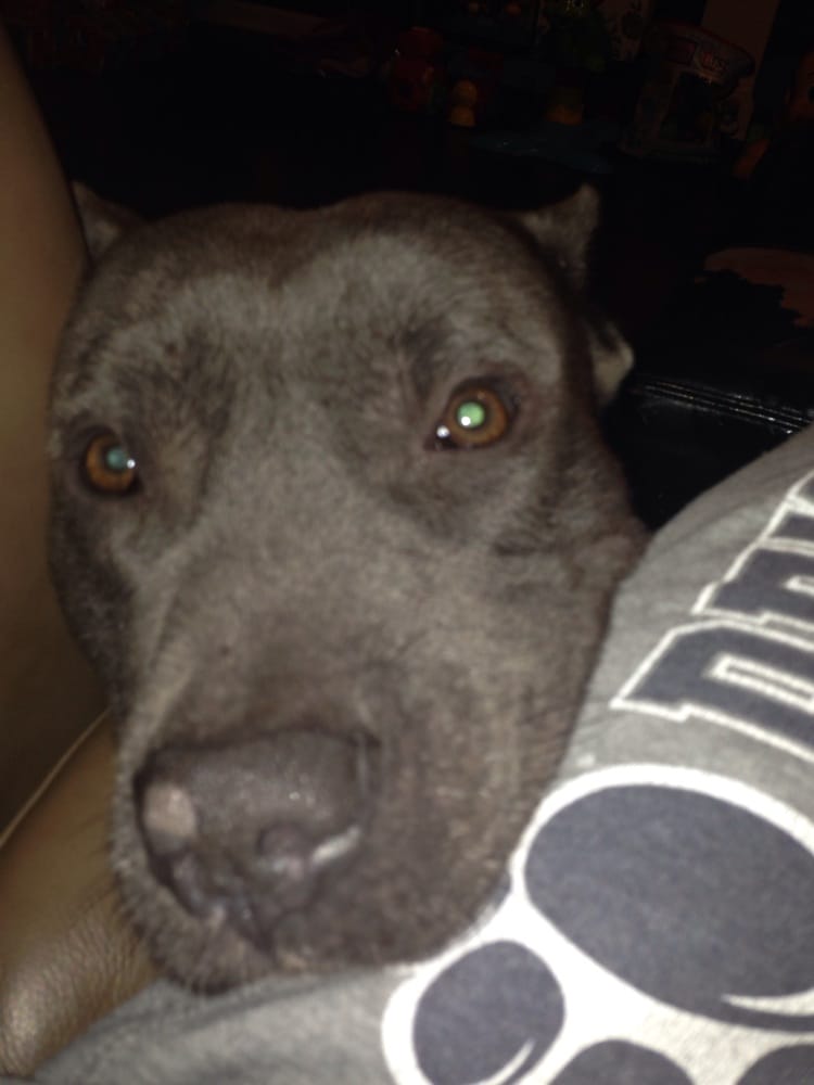 CRITTER FIXER VETERINARY HOSPITAL OF WARNER ROBINS Updated September