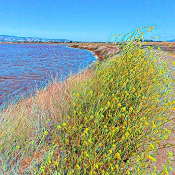 Alviso Marina County Park - Alviso Marina County Park - Parks Near Me - Alviso, California