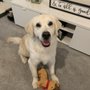 Photo of MVP  Most Valuable Pooch Mobile Pet Grooming
