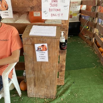 Mr Jack O' Lanterns Pumpkins - Pricing - Christmas Trees Near Me - Brea, California