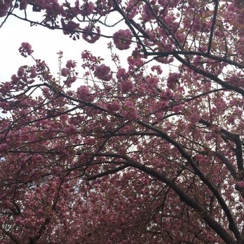 Brooklyn Botanic Garden - Amazing blossom - Botanical Gardens Near Me - Brooklyn, New York